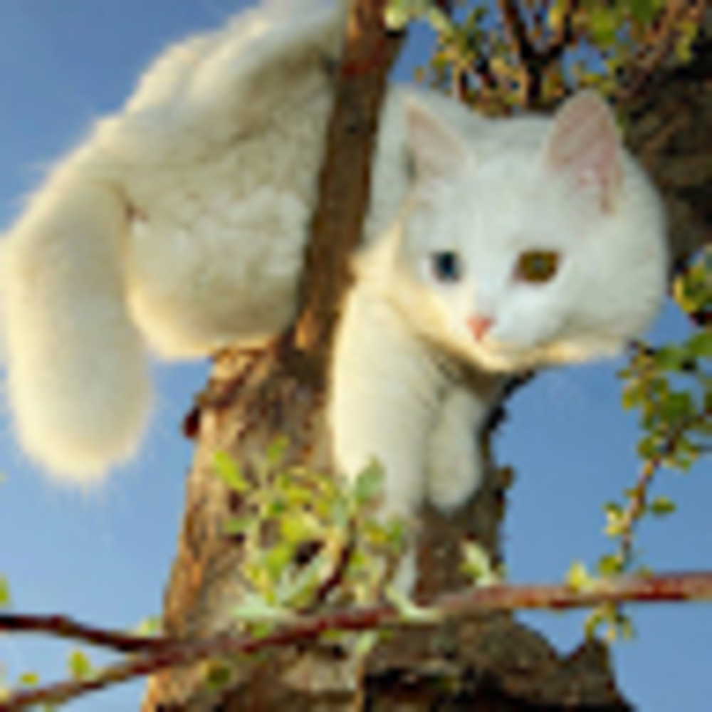 Meet your Posher, Chloe